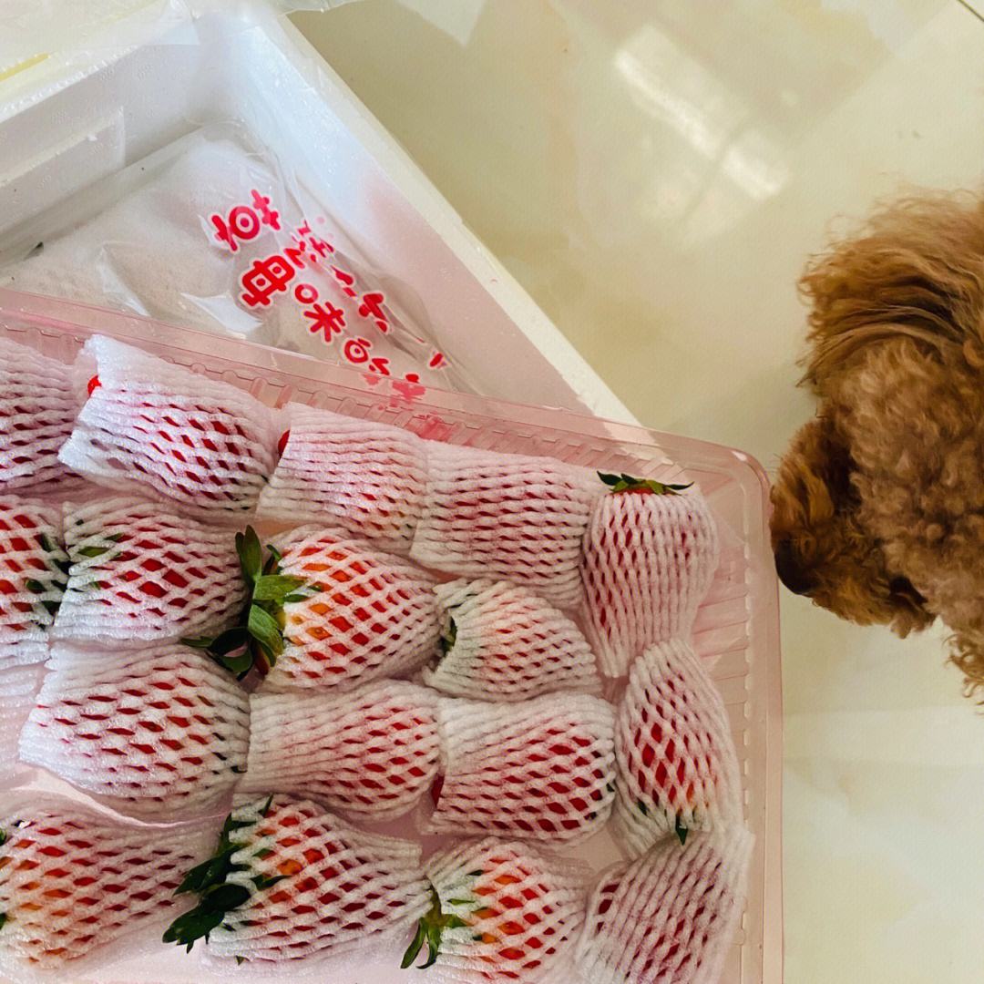 包含荷兰再战未果，苏格兰摘英格兰大果的词条
